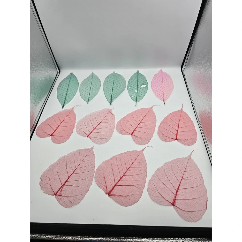 Skeleton Leaves Green Pink‎ Botanical Decor Crafting Floral Arrangements